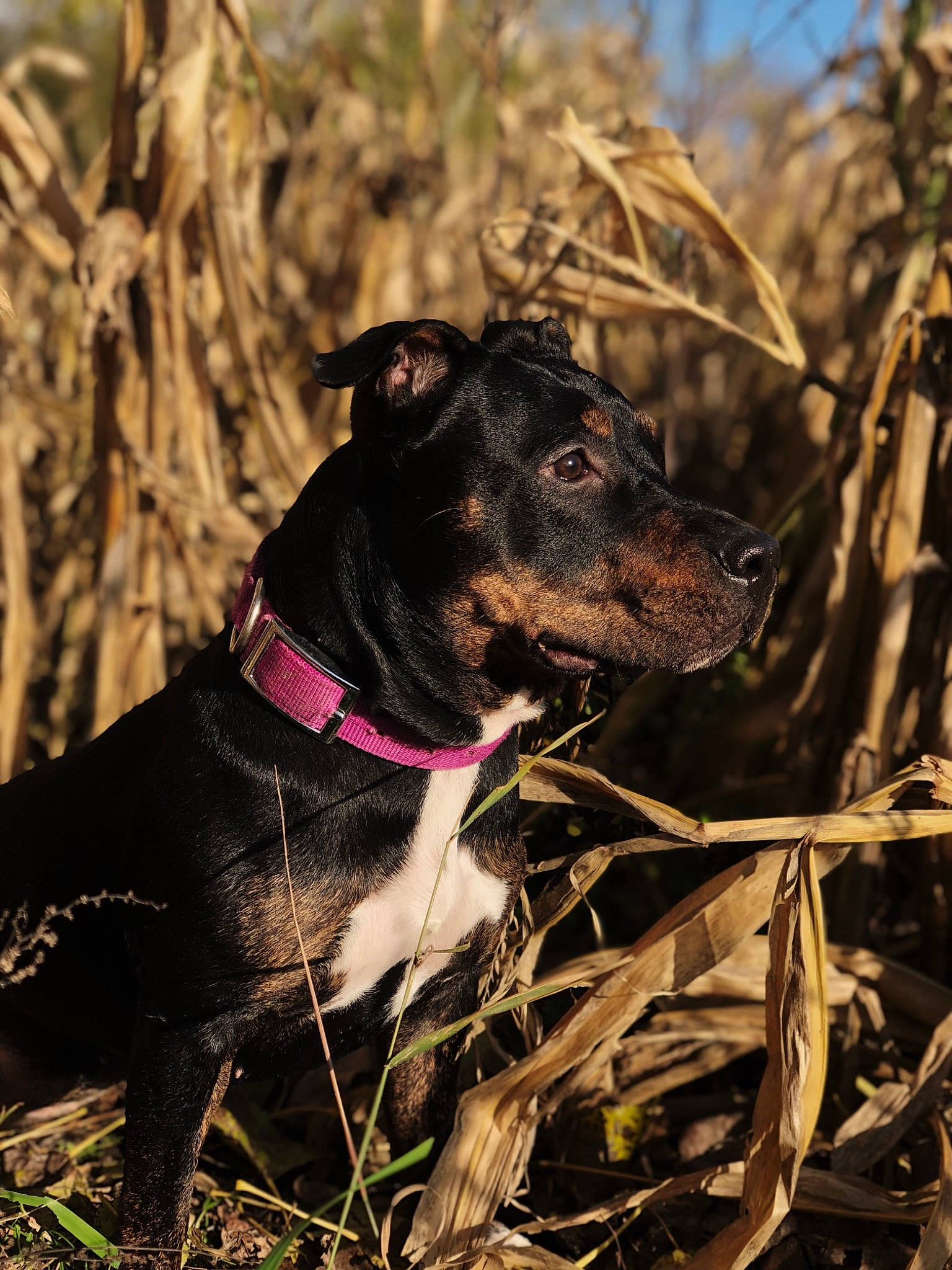 Naïa a rejoint le concours — aidez-le/la à gagner de superbes lots ! american_pit_bull_terrier, canidae, carnivore, collar, dog, dog_breed, dog_collar, fawn, feist, gladiolus, guard_dog, hunting_dog, mammal, mountain_cur, non_sporting_group, plant, snout, sporting_group, vertebrate