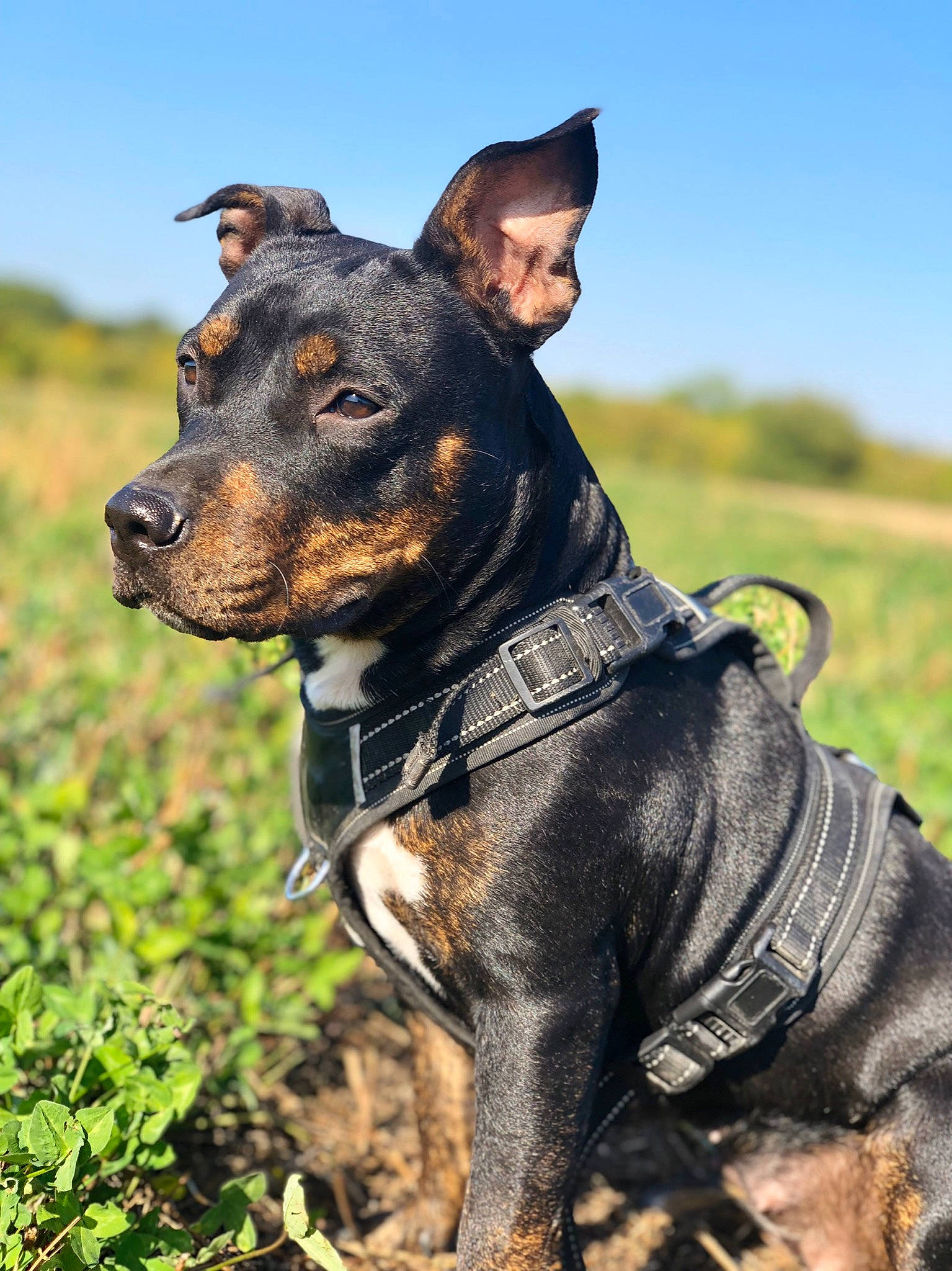Naïa participe au concours pour gagner de l'argent avec cette photo : american_pit_bull_terrier, american_staffordshire_terrier, ancient_dog_breeds, canidae, carnivore, companion_dog, dog, dog_breed, german_pinscher, mammal, manchester_terrier, miniature_pinscher, non_sporting_group, rare_breed_dog, snout, terrier, vertebrate