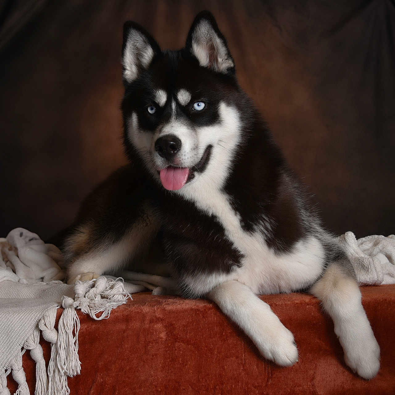 Vegas participe au concours pour gagner de l'argent avec cette photo : animal, bodypart, canine, collie, couch, cream, dessert, dog, eskimodog, finger, food, furniture, hand, husky, icing, mouth, person, pet, puppy, tongue