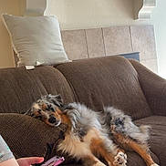 Bailey is registered to the contest to win money with this photo: arm, brown_texture, couch, dog, fur, hand, home_interior, living_room, paws, person_partial, pet, pillow, pillowcase, reclining, relaxed, shelf, sleeping, smartphone, sofa, tiled_wall