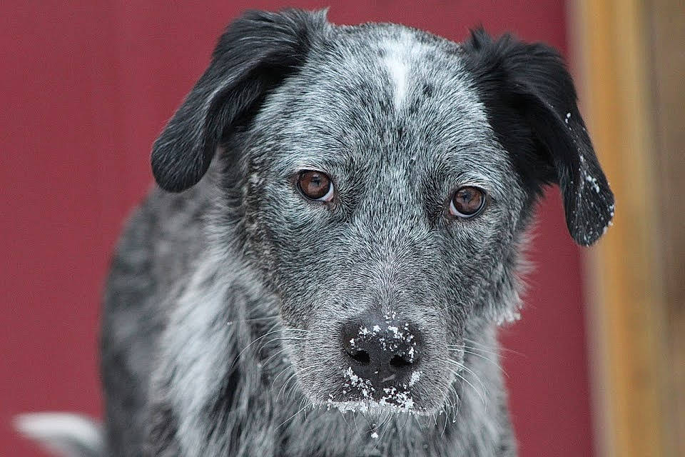 Ace joined the competition — help win amazing prizes! australian_cattle_dog, canidae, carnivore, dog, dog_breed, fur, herding_dog, koolie, louisiana_catahoula_leopard_dog, mammal, rare_breed_dog, snout, sporting_group, vertebrate, whiskers