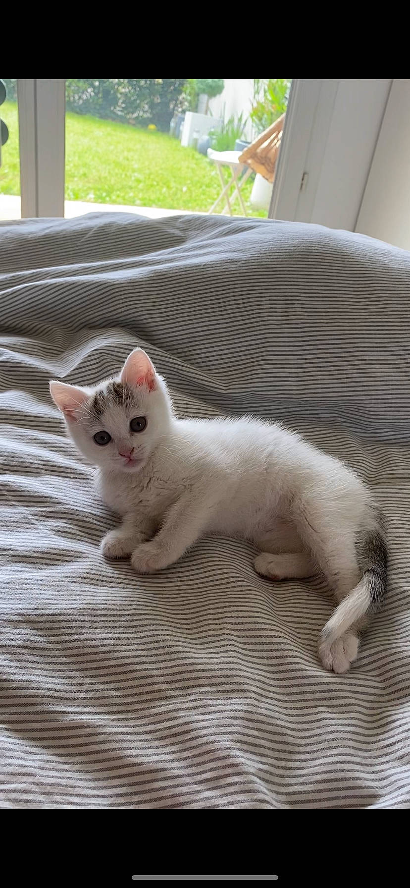 Yako participe au concours pour gagner de l'argent avec cette photo : carnivore, cat, claw, comfort, domestic_short_haired_cat, fawn, felidae, flooring, fur, paw, pet_supply, small_to_medium_sized_cats, snout, tail, terrestrial_animal, whiskers