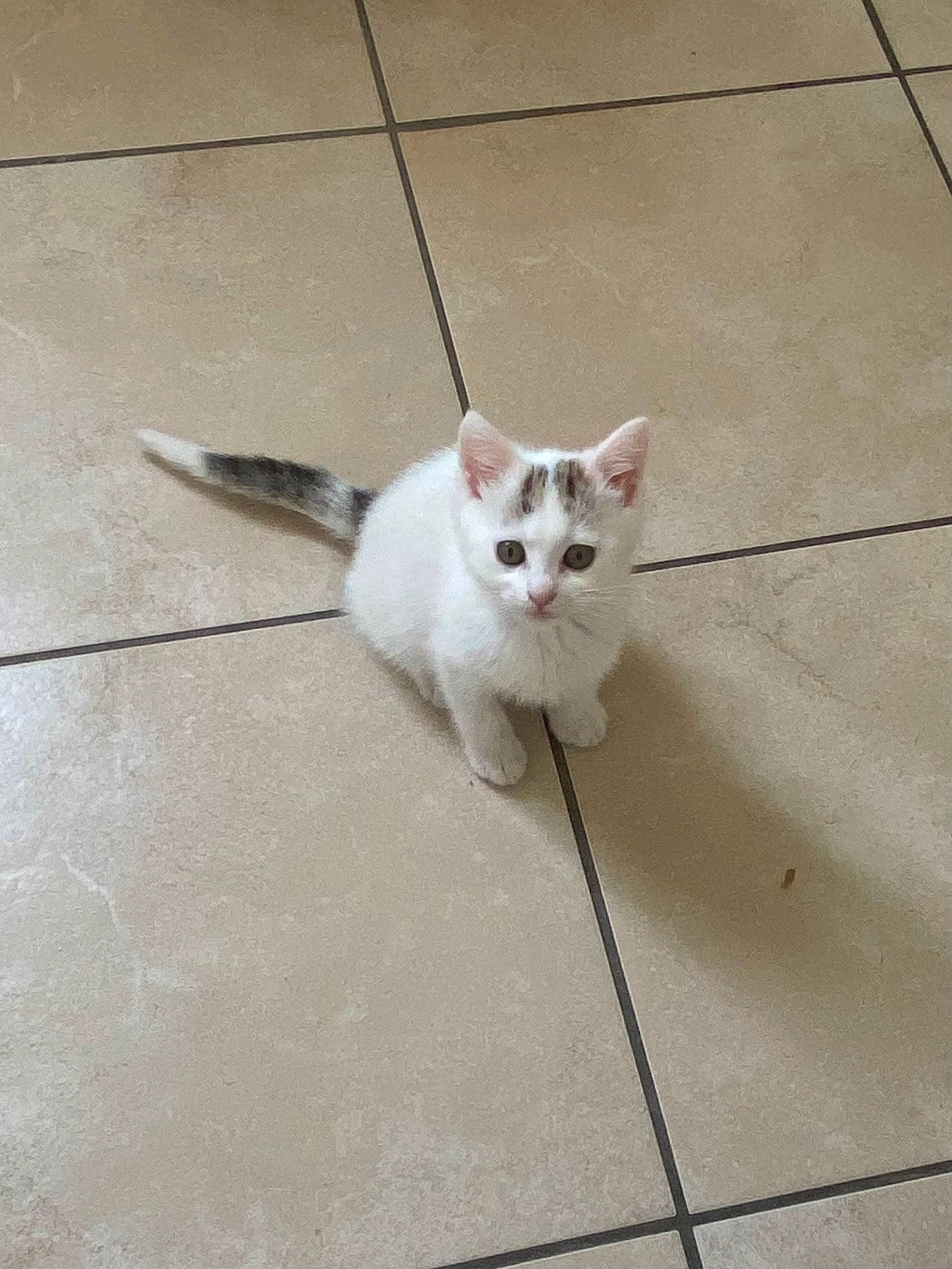 Yako participe au concours pour gagner de l'argent avec cette photo : carnivore, cat, concrete, domestic_short_haired_cat, eye, fawn, felidae, floor, flooring, fur, grey, line, paw, road_surface, small_to_medium_sized_cats, snout, tail, terrestrial_animal, tile_flooring, whiskers