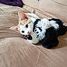 kitten, cat, plush_toy, dog_toy, couch, beige, orange_and_white, pet, indoor, furniture, blanket, curious, cute, relaxed, soft_texture, animal, whiskers, ears, paw, toy