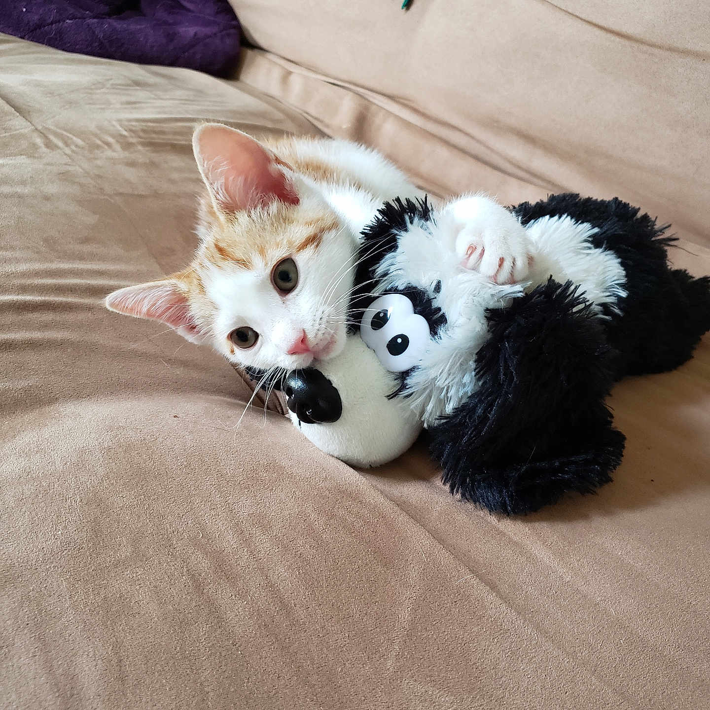 Harry joined the competition — help win amazing prizes! kitten, cat, plush_toy, dog_toy, couch, beige, orange_and_white, pet, indoor, furniture, blanket, curious, cute, relaxed, soft_texture, animal, whiskers, ears, paw, toy