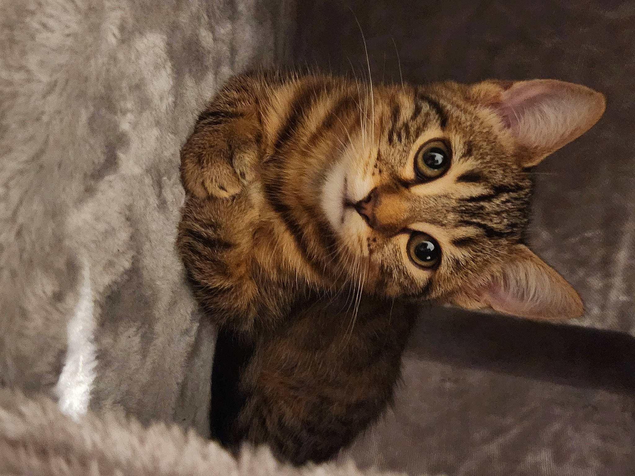 Angel a rejoint le concours — aidez-le/la à gagner de superbes lots ! brown, carnivore, cat, claw, domestic_short_haired_cat, felidae, fur, paw, small_to_medium_sized_cats, snout, tail, terrestrial_animal, whiskers, wildlife, wood