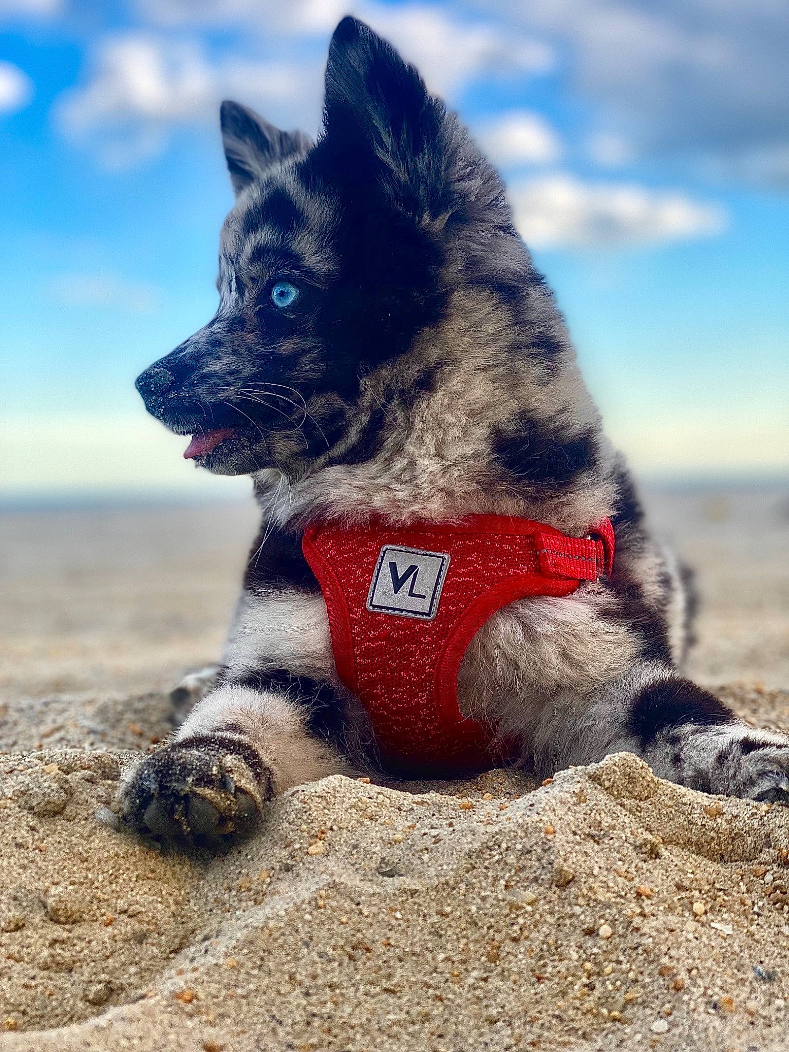 Azul joined the competition — help win amazing prizes! carmine, carnivore, cloud, collar, companion_dog, dog, dog_breed, dog_collar, dog_supply, electric_blue, fur, leash, leg, paw, sky, snout, soil, tail, walking, whiskers
