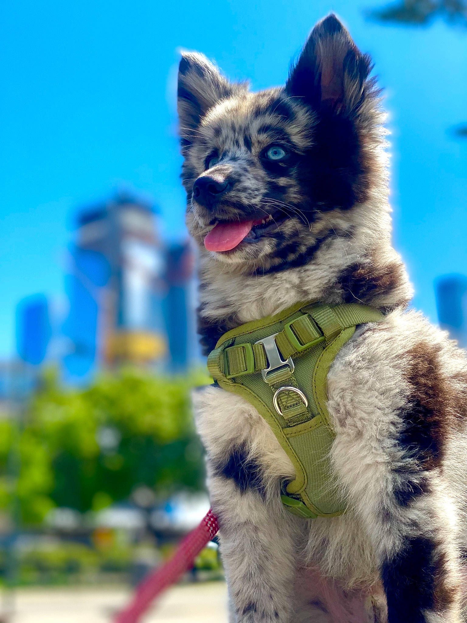 Azul joined the competition — help win amazing prizes! blue, canidae, carnivore, collar, companion_dog, dog, dog_breed, dog_collar, dog_supply, electric_blue, fawn, felidae, fur, mammal, sky, snout, sporting_group, tail, whiskers, working_animal