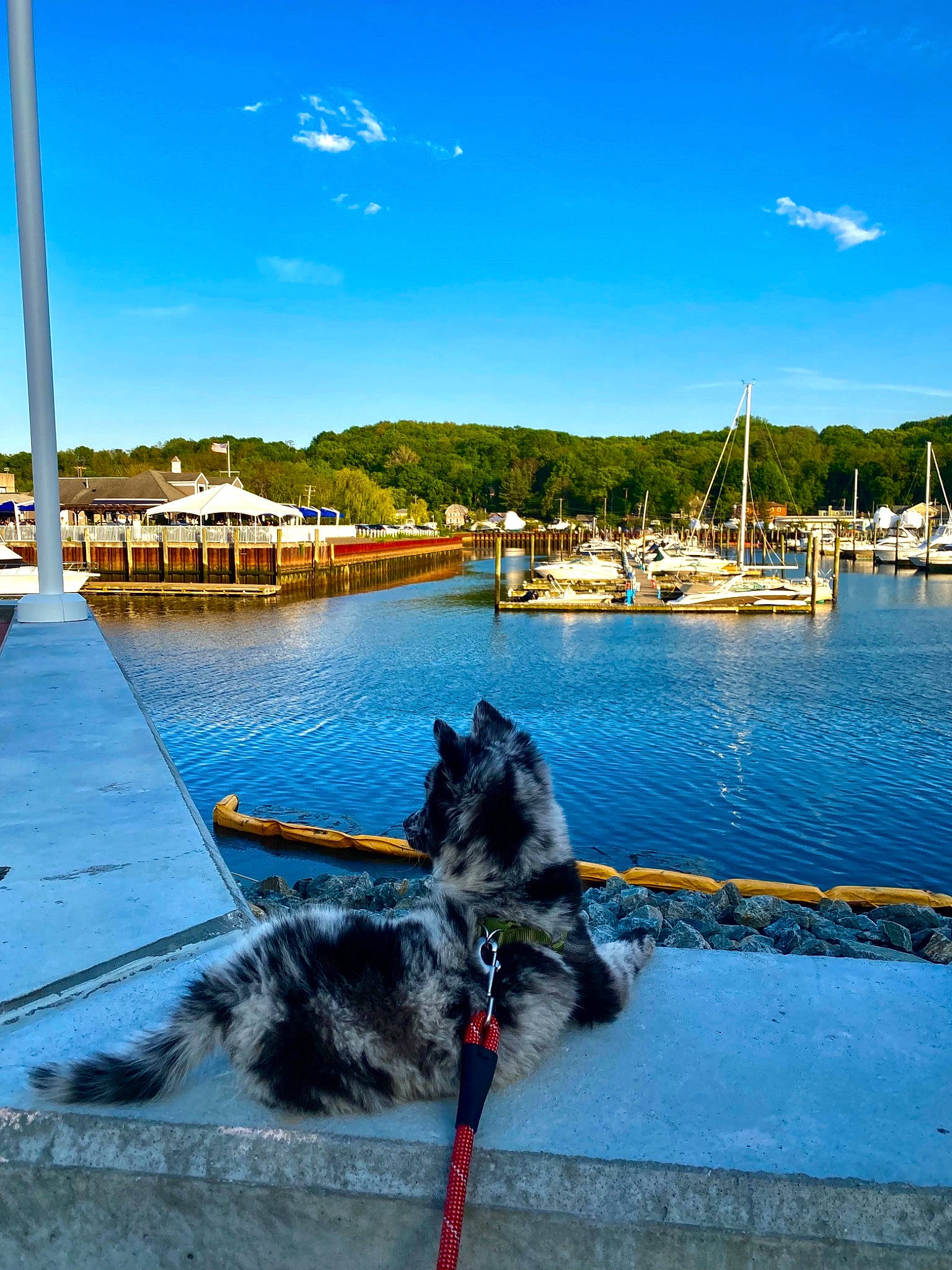 Azul is registered to the contest to win money with this photo: asphalt, azure, blue, carnivore, city, cloud, dock, dog, dog_breed, felidae, horizon, lake, leisure, ocean, road_surface, sky, small_to_medium_sized_cats, water, watercraft, waterway