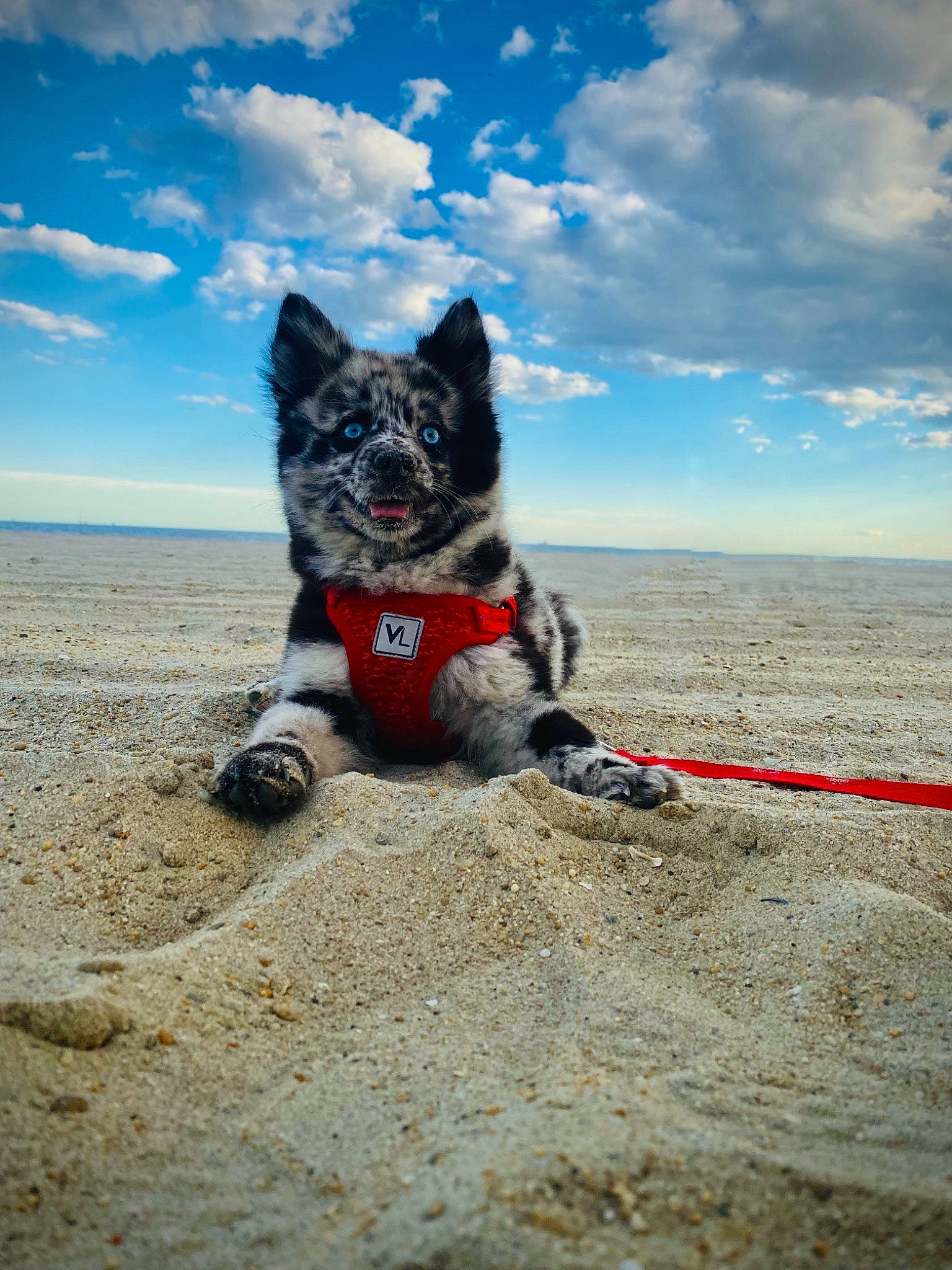 Azul is registered to the contest to win money with this photo: canidae, carnivore, cloud, companion_dog, cumulus, dog, dog_breed, dog_supply, footwear, fun, herding_dog, leash, recreation, sky, snout, soil, sporting_group, tail, walking, water