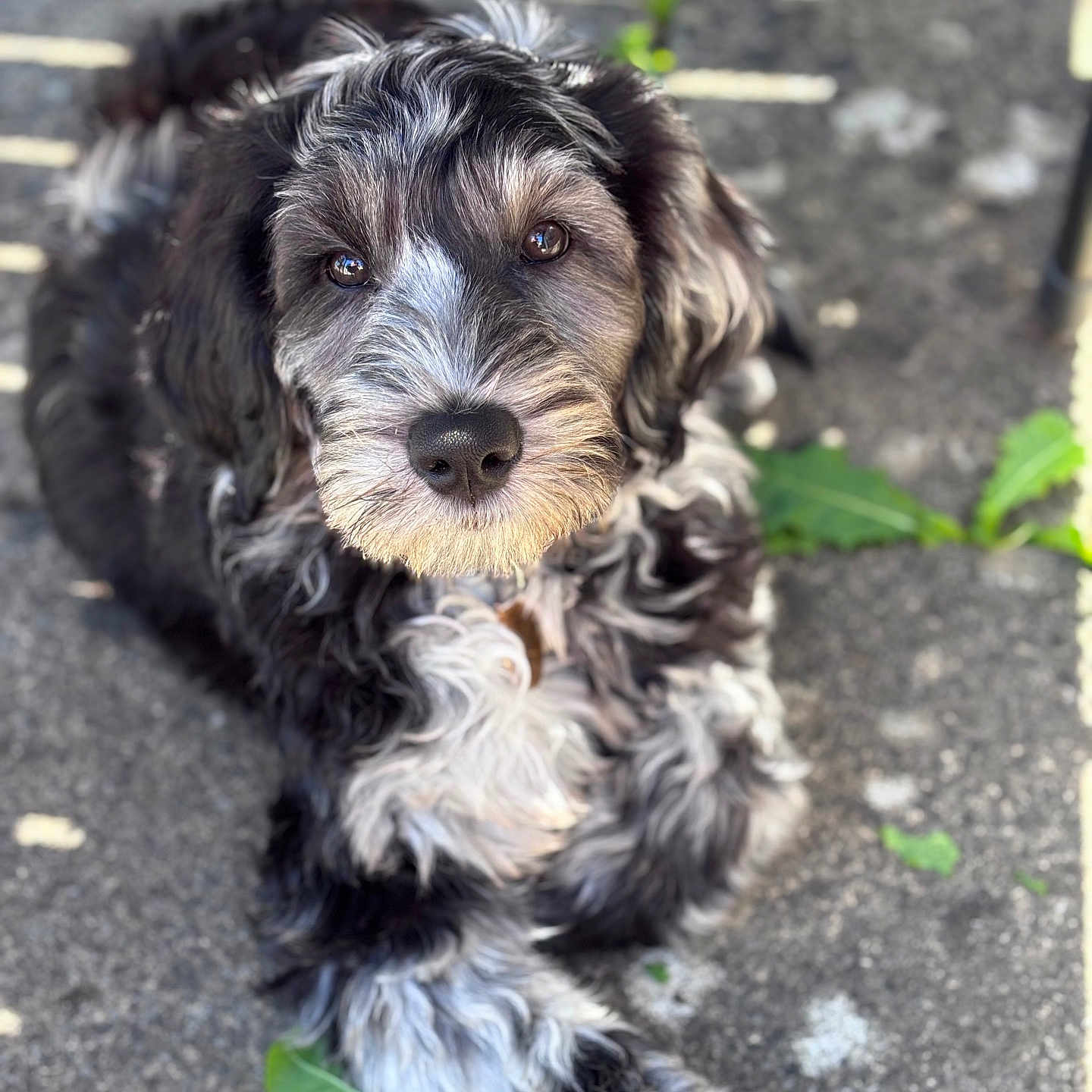 Casper Nygate is registered to the contest to win money with this photo: animal, black_and_white, canine, close_up, concrete, curious, dog, expression, fluffy, fur, laying, leaf, nature, outdoor, paw, pet, portrait, puppy, sunlight, young