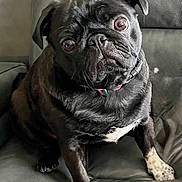 Winnie is registered to the contest to win money with this photo: dog, pug, black_dog, pet, indoor, leather_couch, curious, collar, sitting, close_up, animal, cute, wrinkled_face, brown_eyes, domestic_animal, canine, furniture, companion, portrait, household