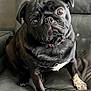 dog, pug, black_dog, pet, indoor, leather_couch, curious, collar, sitting, close_up, animal, cute, wrinkled_face, brown_eyes, domestic_animal, canine, furniture, companion, portrait, household