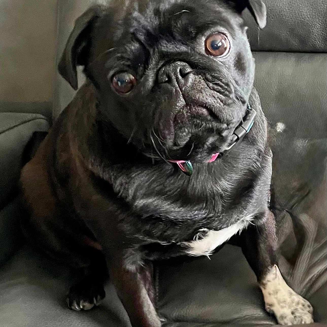 Winnie is registered to the contest to win money with this photo: animal, black_dog, brown_eyes, canine, close_up, collar, companion, curious, cute, dog, domestic_animal, furniture, household, indoor, leather_couch, pet, portrait, pug, sitting, wrinkled_face