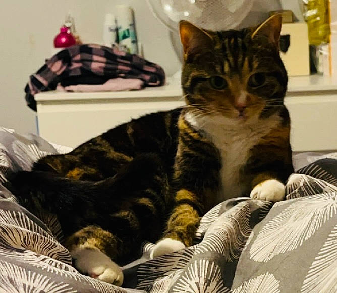 Tabbatha joined the competition — help win amazing prizes! bed, bedding, carnivore, cat, claw, comfort, domestic_short_haired_cat, felidae, fur, linens, nap, paw, sitting, sleep, small_to_medium_sized_cats, snout, tail, tree, whiskers