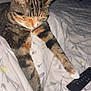 bed, bedroom, blanket, cat, closeup, collar, cozy, duvet, feline, fur, indoor, night, paw, paws, pet, remote_control, sleeping, stripes, tabby_cat, whiskers