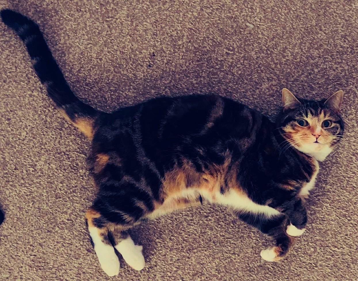 Tabbatha is registered to the contest to win money with this photo: carnivore, cat, domestic_short_haired_cat, electric_blue, eye, felidae, flooring, foot, fur, meteorological_phenomenon, paw, shadow, sitting, small_to_medium_sized_cats, snout, square, tail, terrestrial_animal, whiskers