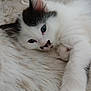 Athena participe au concours pour gagner de l'argent avec cette photo : animal, black, blanket, blue_eyes, cat, closeup, cozy, cute, fur, furry, indoor, kitten, paw, pet, relaxed, resting, sleepy, soft, white, young