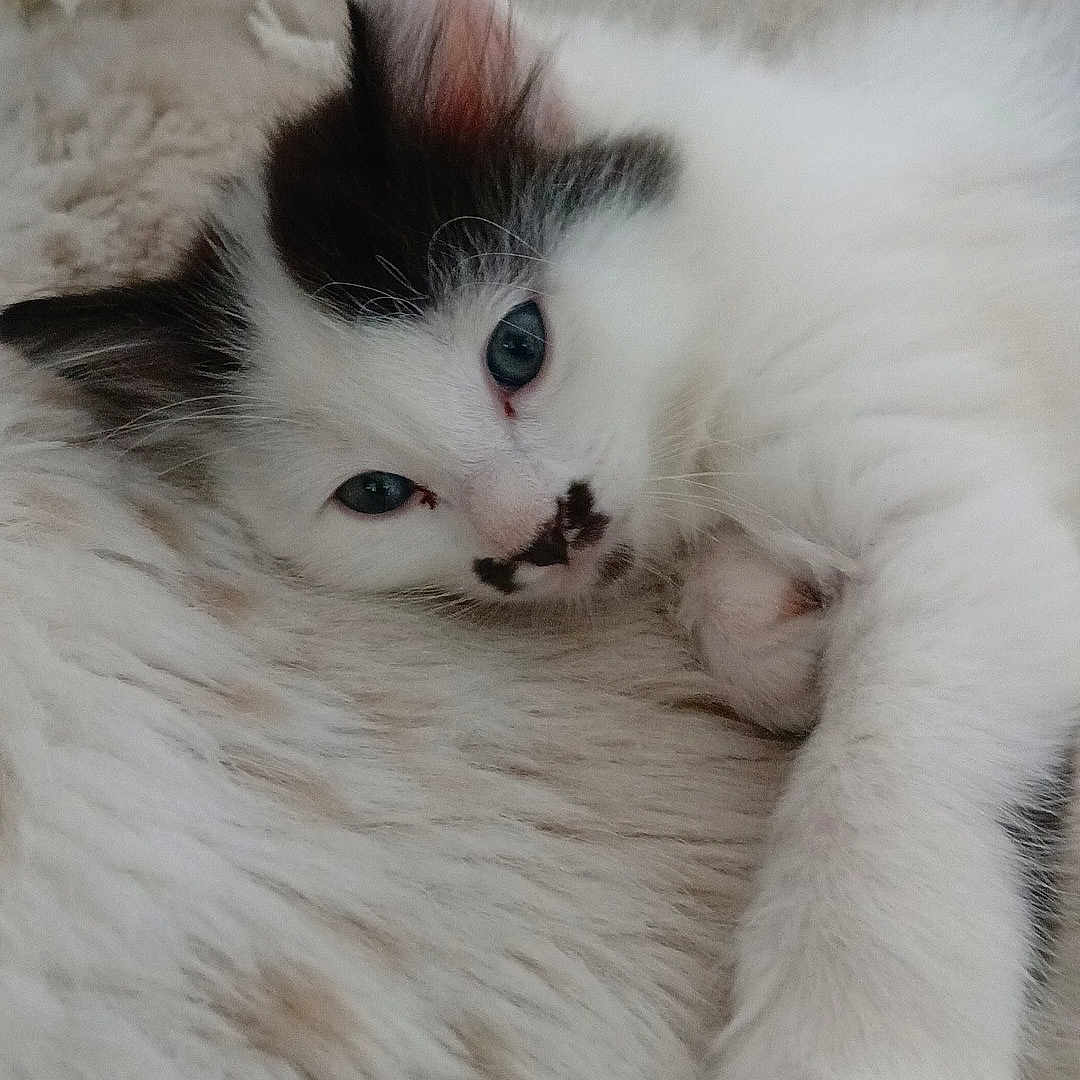 Athena participe au concours pour gagner de l'argent avec cette photo : animal, black, blanket, blue_eyes, cat, closeup, cozy, cute, fur, furry, indoor, kitten, paw, pet, relaxed, resting, sleepy, soft, white, young