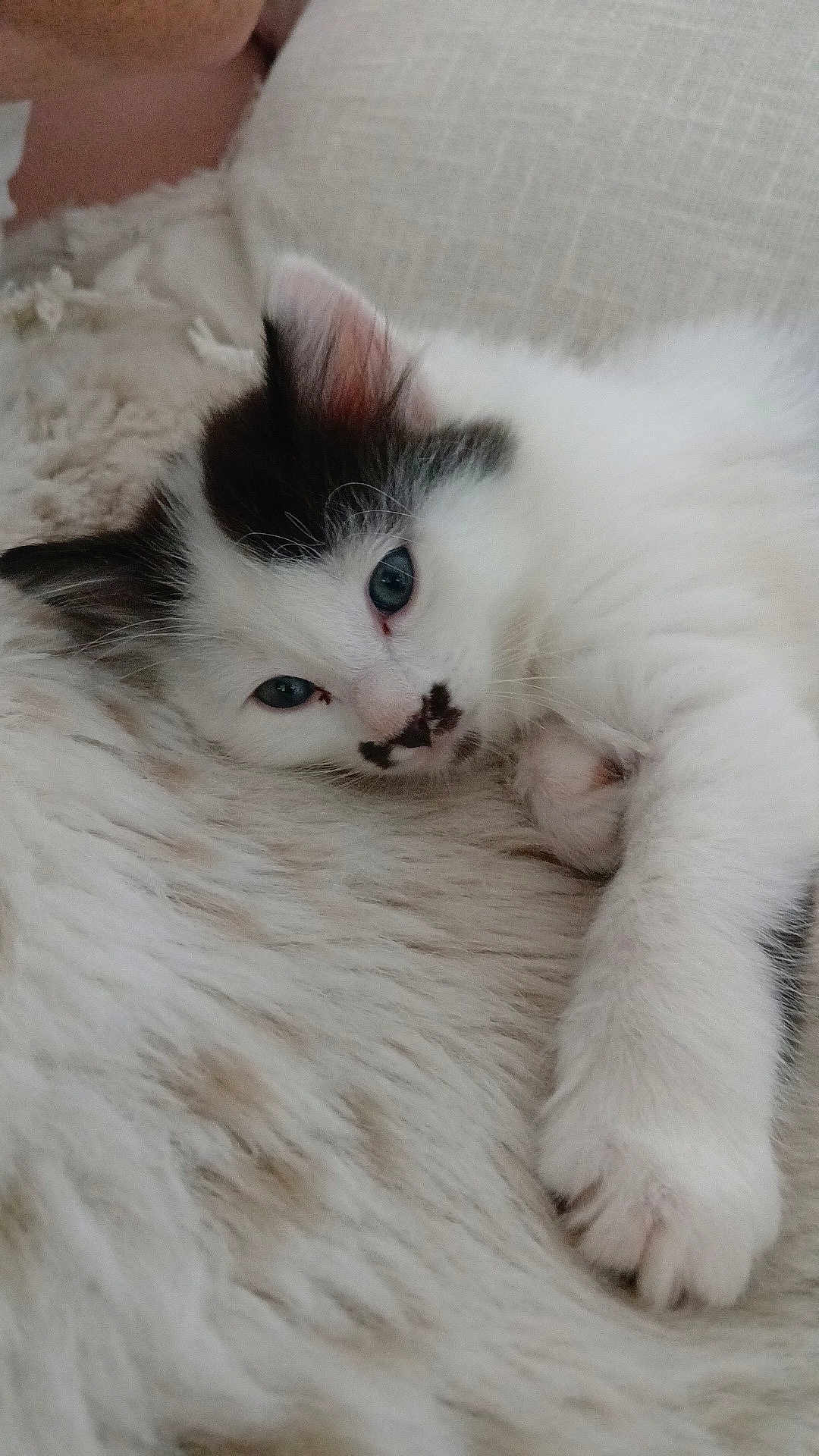 Athena participe au concours pour gagner de l'argent avec cette photo : animal, black, blanket, blue_eyes, cat, closeup, cozy, cute, fur, furry, indoor, kitten, paw, pet, relaxed, resting, sleepy, soft, white, young