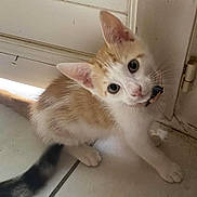 Abricot participe au concours pour gagner de l'argent avec cette photo : kitten, cat, orange_and_white, collar, curious, floor, tile, door, pet, animal, young, whiskers, ears, tail, indoor, cute, small, feline, looking_up, domestic