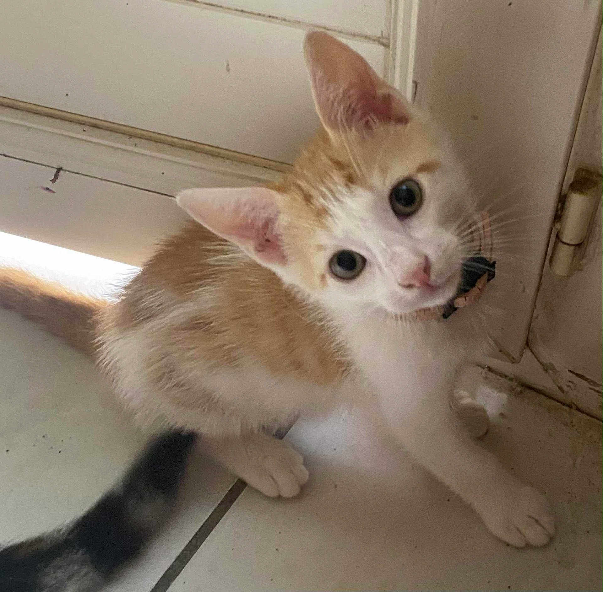 Abricot participe au concours pour gagner de l'argent avec cette photo : kitten, cat, orange_and_white, collar, curious, floor, tile, door, pet, animal, young, whiskers, ears, tail, indoor, cute, small, feline, looking_up, domestic
