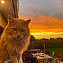 cat, orange_cat, sunset, backyard, outdoor, table, chairs, people, dinner, evening, sky, clouds, nature, pet, animal, feline, fur, relaxation, garden, warm_light