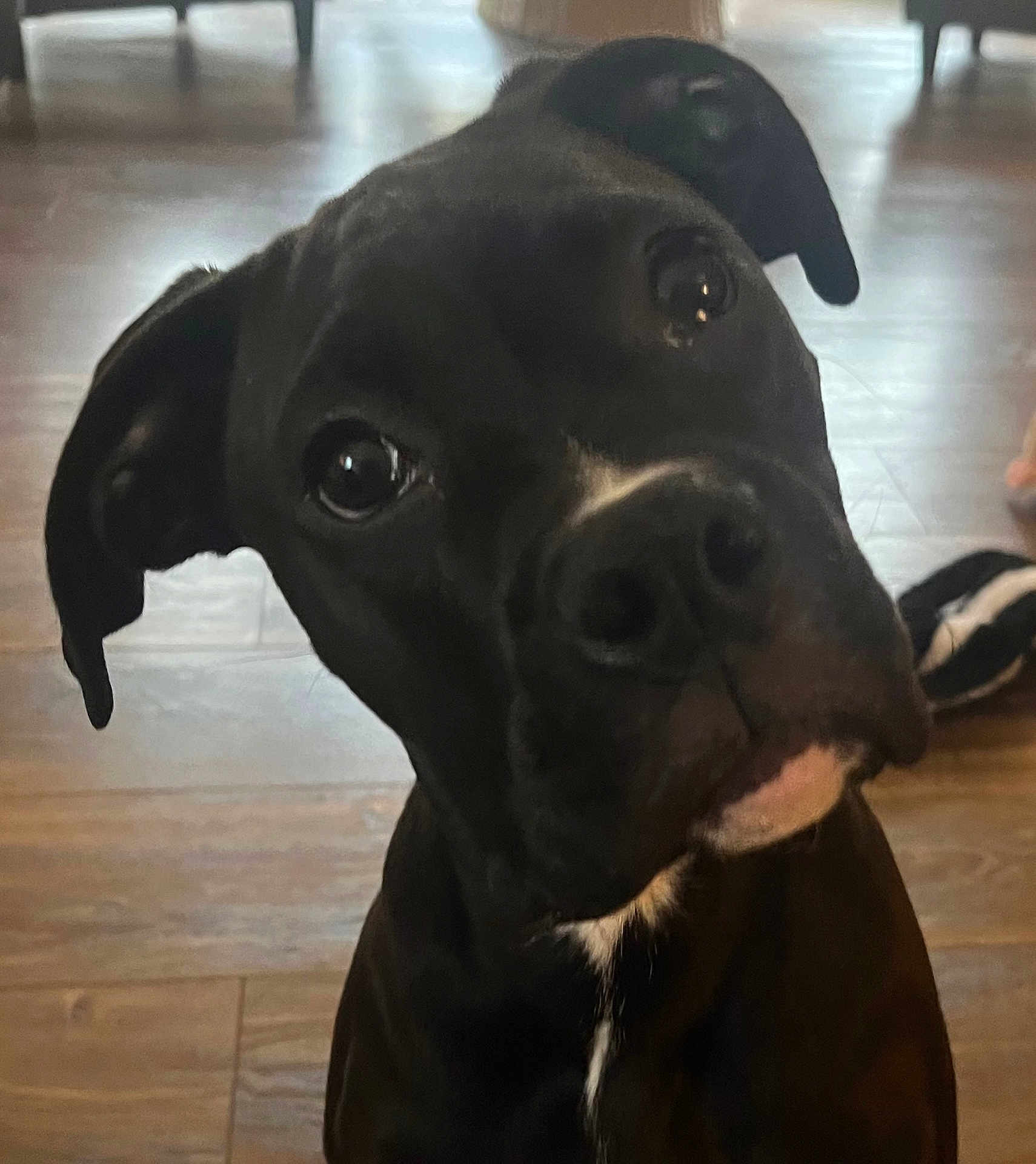 Tallulah Belle joined the competition — help win amazing prizes! dog, black_dog, pet, animal, curious, indoor, wooden_floor, head_tilt, black_coat, white_patch, ears, eyes, snout, canine, domestic_animal, flooring, furniture, sock, background, closeup