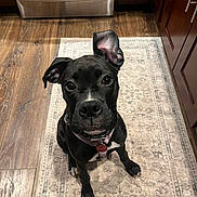 Tallulah Belle joined the competition — help win amazing prizes! dog, black_dog, pet, puppy, indoor, kitchen, floor, rug, wood_floor, stainless_steel, appliance, cabinet, collar, tag, curious, sitting, attention, ear, face, animal