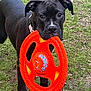 Tallulah Belle joined the competition — help win amazing prizes! dog, black_dog, toy, frisbee, orange_toy, grass, outdoor, pet, animal, playful, collar, canine, muzzle, ears, four_legs, paw, nature, closeup, looking, chewing