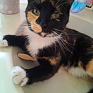 Pepper is registered to the contest to win money with this photo: cat, calico_cat, pet, sink, domestic, animal, whiskers, green_eyes, paws, fur, curious, relaxed, indoor, household, container, bottle, close_up, portrait, feline, cute