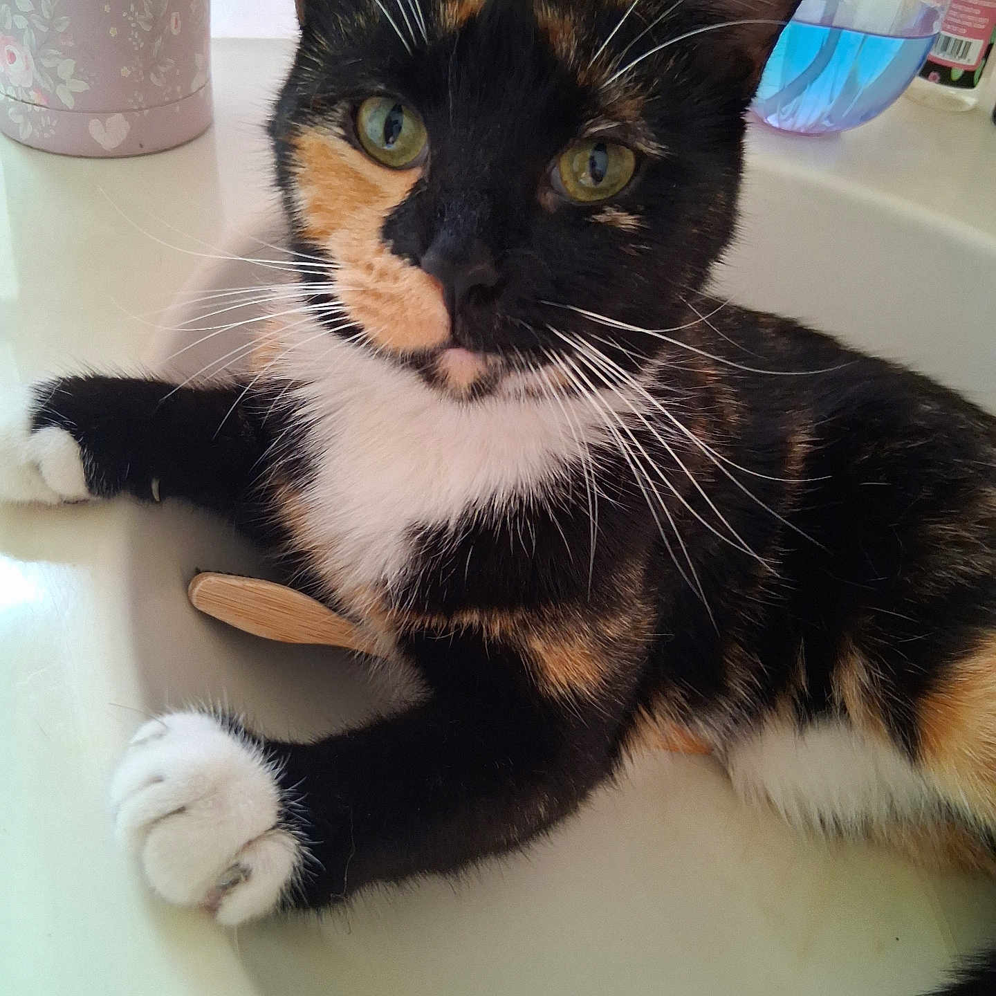 Pepper is registered to the contest to win money with this photo: cat, calico_cat, pet, sink, domestic, animal, whiskers, green_eyes, paws, fur, curious, relaxed, indoor, household, container, bottle, close_up, portrait, feline, cute