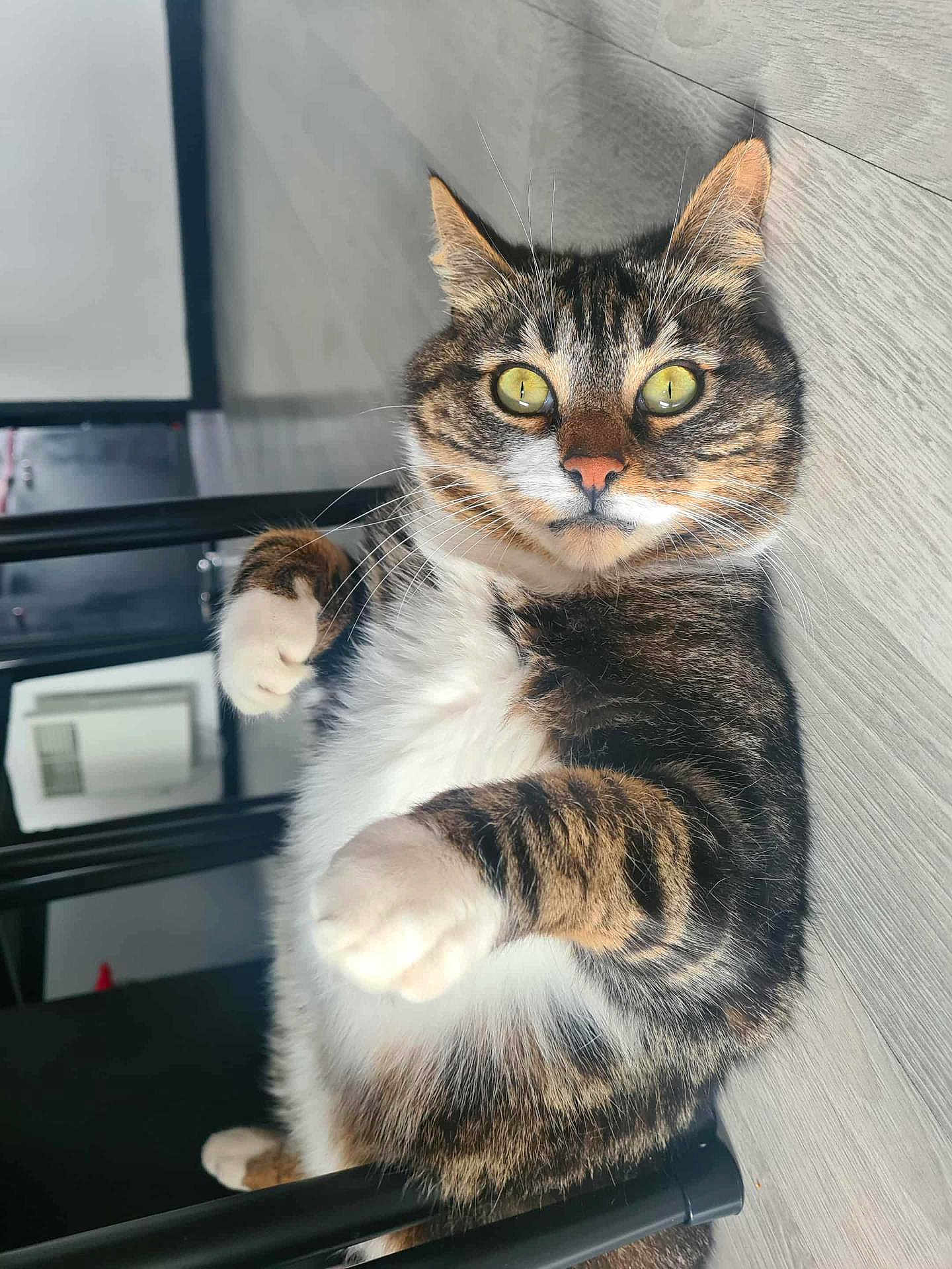 Oups participe au concours pour gagner de l'argent avec cette photo : cat, tabby, yellow_eyes, indoor, floor, wooden_floor, pet, feline, playful, paws, whiskers, fur, animal, resting, looking, closeup, cute, domestic_cat, household, relaxed