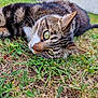 animal, cat, close_up, cute, domestic_animal, eyes, face, fur, grass, greenery, ground, lying_down, mammal, nature, outdoor, pet, relaxed, resting, tabby, whiskers