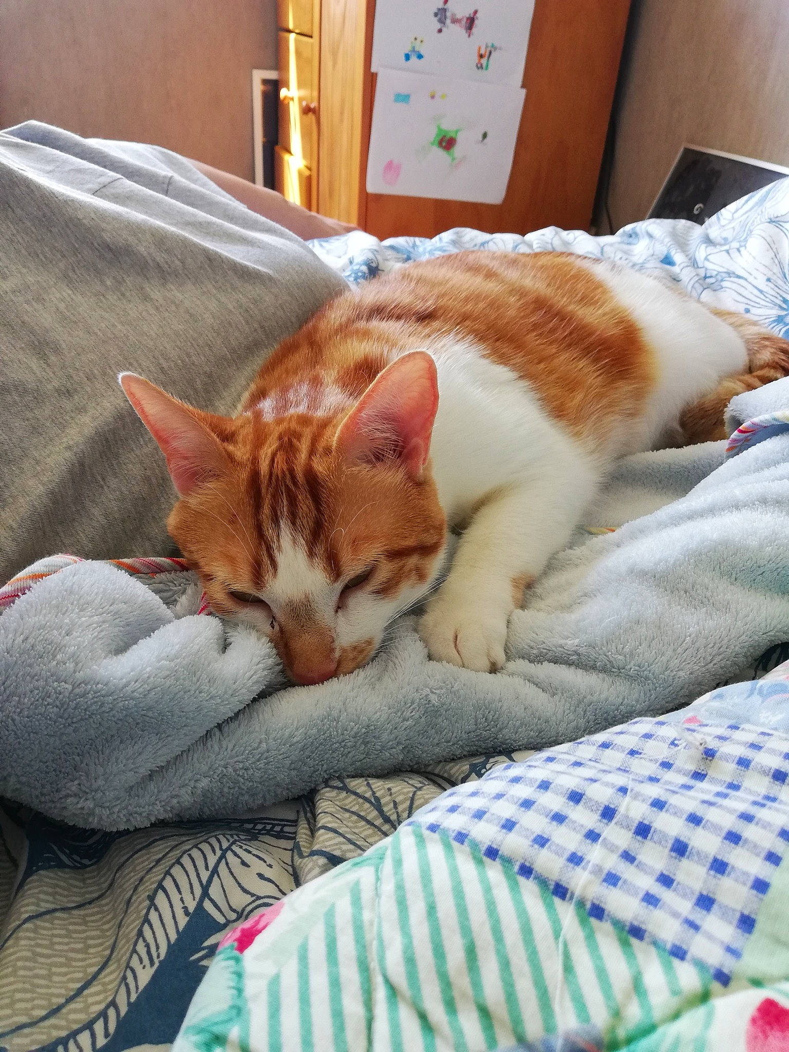 Odin a rejoint le concours — aidez-le/la à gagner de superbes lots ! bed, bedding, blanket, cabinetry, carnivore, cat, chest_of_drawers, comfort, domestic_short_haired_cat, felidae, fur, home_accessories, linens, small_to_medium_sized_cats, tail, vertebrate, whiskers, wood