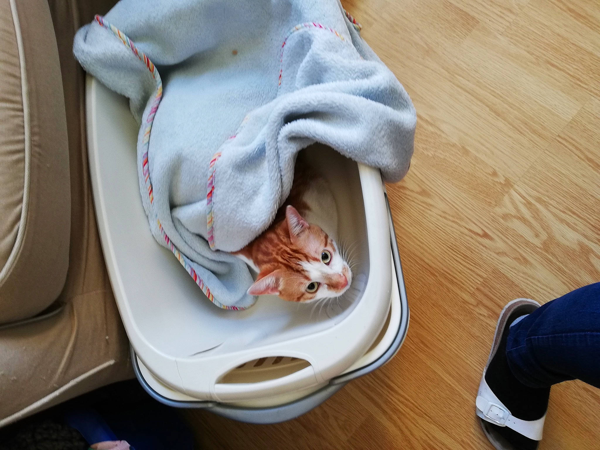 Odin a rejoint le concours — aidez-le/la à gagner de superbes lots ! carnivore, cat, comfort, domestic_short_haired_cat, felidae, floor, flooring, fur, hardwood, laminate_flooring, small_to_medium_sized_cats, varnish, vertebrate, walking_shoe, whiskers, wood_flooring, wood_stain