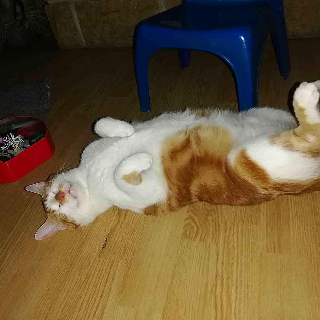 Odin participe au concours pour gagner de l'argent avec cette photo : carnivore, cat, felidae, floor, flooring, fur, hardwood, laminate_flooring, paw, plastic_bag, small_to_medium_sized_cats, tail, terrestrial_animal, vertebrate, whiskers, wood_flooring