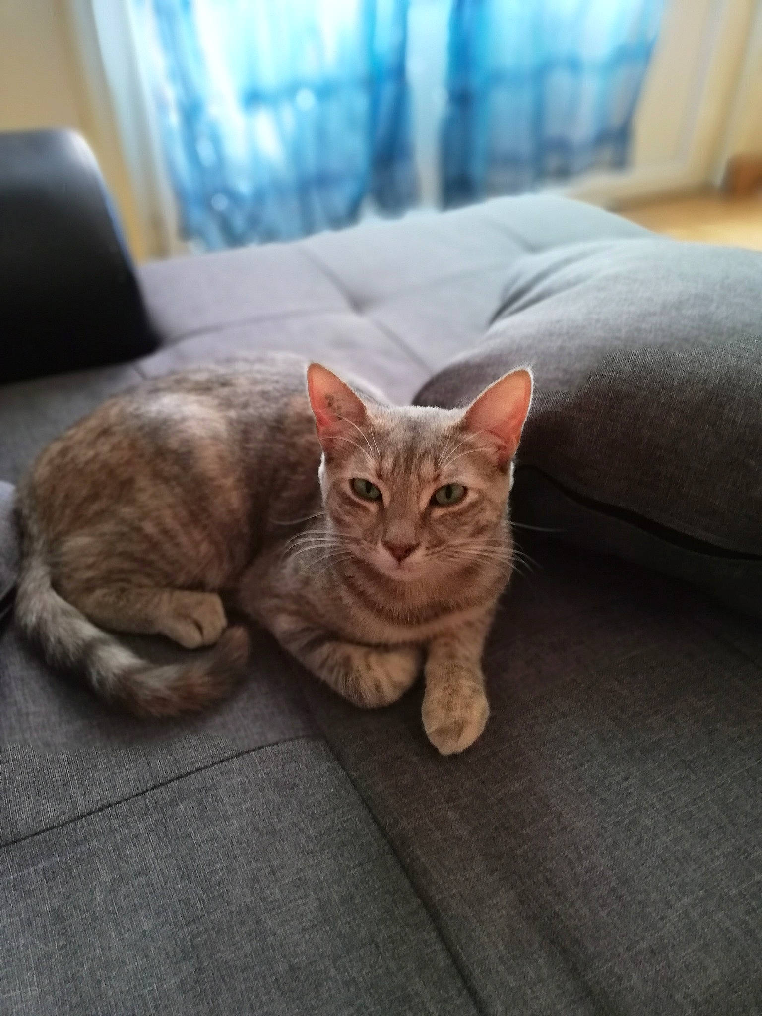 Pamela a rejoint le concours — aidez-le/la à gagner de superbes lots ! carnivore, cat, comfort, couch, domestic_short_haired_cat, felidae, fur, interior_design, living_room, peach, small_to_medium_sized_cats, snout, tabby_cat, tail, vertebrate, whiskers