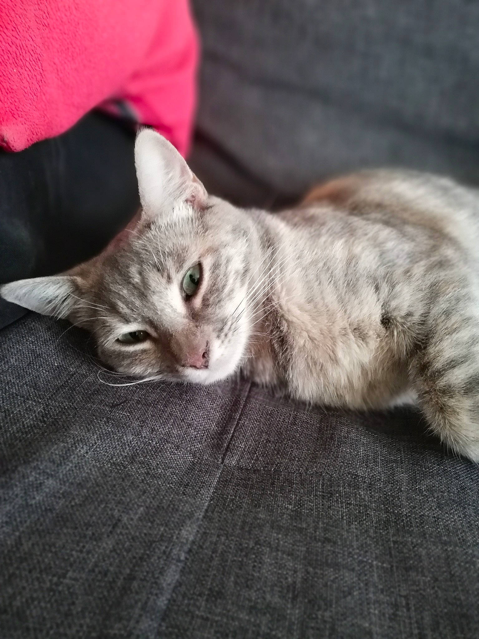 Pamela participe au concours pour gagner de l'argent avec cette photo : carnivore, cat, comfort, domestic_short_haired_cat, fawn, felidae, fur, small_to_medium_sized_cats, snout, terrestrial_animal, vertebrate, whiskers