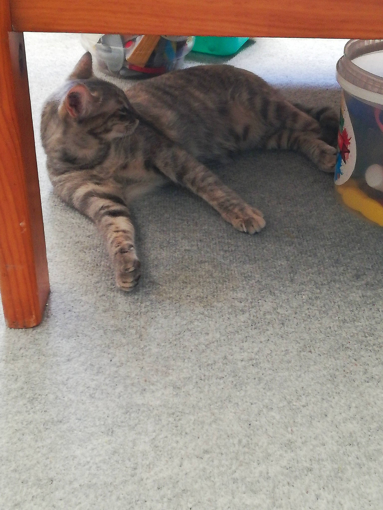 Pamela a rejoint le concours — aidez-le/la à gagner de superbes lots ! carnivore, cat, claw, domestic_short_haired_cat, felidae, floor, flooring, fur, paw, small_to_medium_sized_cats, tabby_cat, tail, vertebrate, whiskers