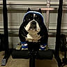 Tank is registered to the contest to win money with this photo: bulldog, dog, pet, animal, weight_bench, exercise_equipment, headband, wristbands, garage, indoor, fitness, sporty, black_and_white, cute, posing, training, strength, muscle, determined, funny