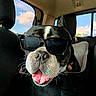 dog, boston_terrier, sunglasses, car_interior, tongue_out, pet, animal, black_and_white, window, sunlight, backseat, road_trip, canine, cute, happy, close_up, whiskers, ears, sky, daytime