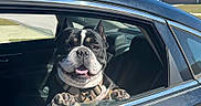 Tank joined the competition — help win amazing prizes! dog, car, window, sunny, outdoor, smiling, pet, black_car, collar, paws, suburban, house, daylight, road, transportation, vehicle, happy, canine, domestic_animal, travel