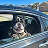 dog, car, window, sunny, outdoor, smiling, pet, black_car, collar, paws, suburban, house, daylight, road, transportation, vehicle, happy, canine, domestic_animal, travel