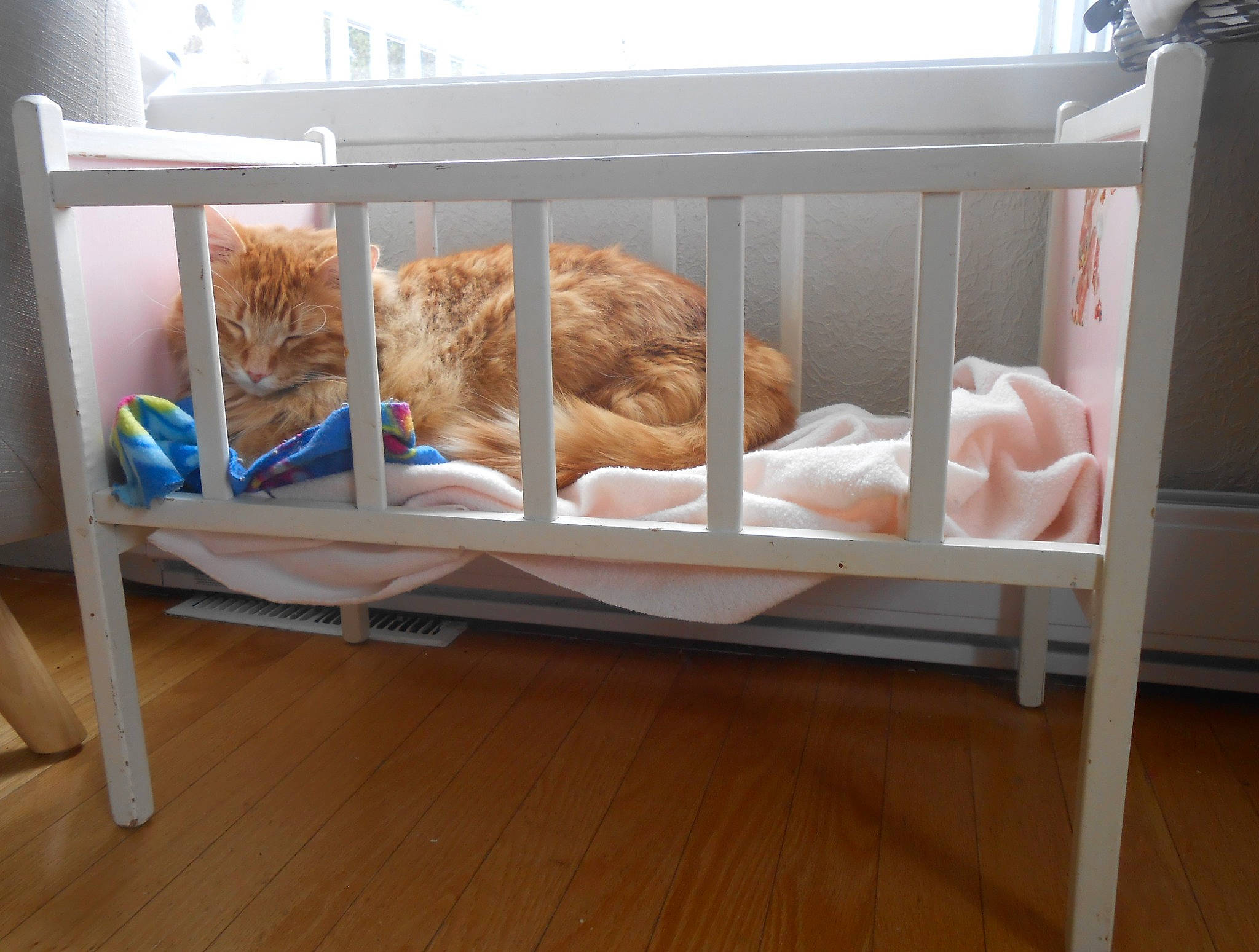 Samy participe au concours pour gagner de l'argent avec cette photo : baby_products, bed, bed_frame, bedroom, carnivore, cat, comfort, display_case, drawer, fawn, felidae, floor, flooring, hardwood, infant_bed, linens, shelving, small_to_medium_sized_cats, table, wood