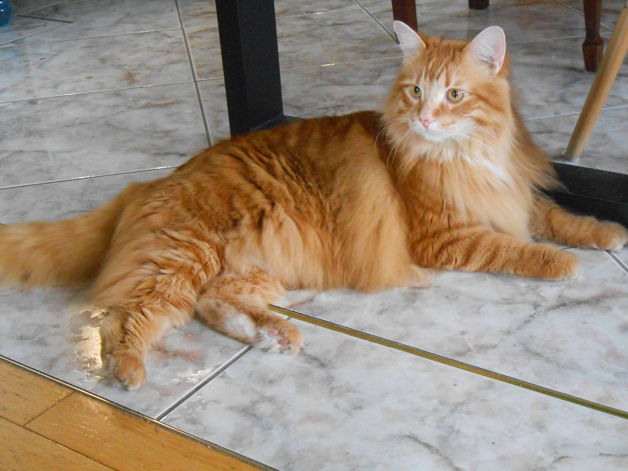 Samy a rejoint le concours — aidez-le/la à gagner de superbes lots ! carnivore, cat, claw, comfort, domestic_short_haired_cat, fawn, felidae, flooring, fur, hardwood, paw, sitting, small_to_medium_sized_cats, tail, terrestrial_animal, varnish, whiskers, wood