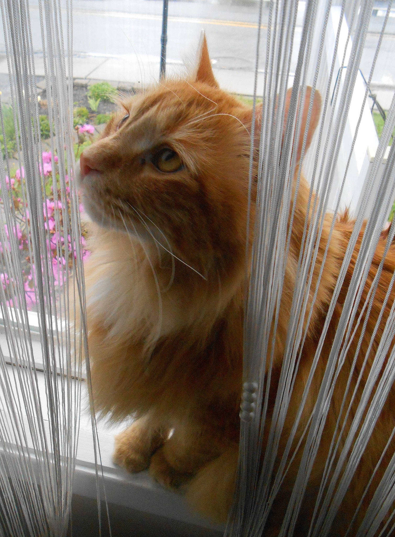 Samy participe au concours pour gagner de l'argent avec cette photo : animal_shelter, carnivore, cat, fawn, felidae, flooring, fur, grass, hardwood, light, pet_supply, plant, service, small_to_medium_sized_cats, tail, whiskers, window, wood