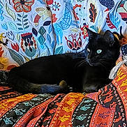 Moka a rejoint le concours — aidez-le/la à gagner de superbes lots ! animal, black_cat, bright_eyes, cat, colorful, cozy, decorative, domestic_animal, embroidery, feline, floral_pattern, home, indoor, lying_down, patterned_fabric, pet, quilt, relaxed, resting, textile