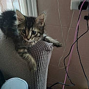 Kit Kat is registered to the contest to win money with this photo: animal, cable, cat, cord, couch, curious, ears, fur, furniture, home, indoor, kitten, paw, pet, power_outlet, tabby, texture, wall, whiskers, window