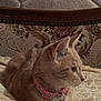 cat, pink_collar, bell, blanket, couch, furniture, home, indoor, pet, fur, relaxed, side_view, ornate, decor, pattern, cozy, resting, animal, mammal, whiskers